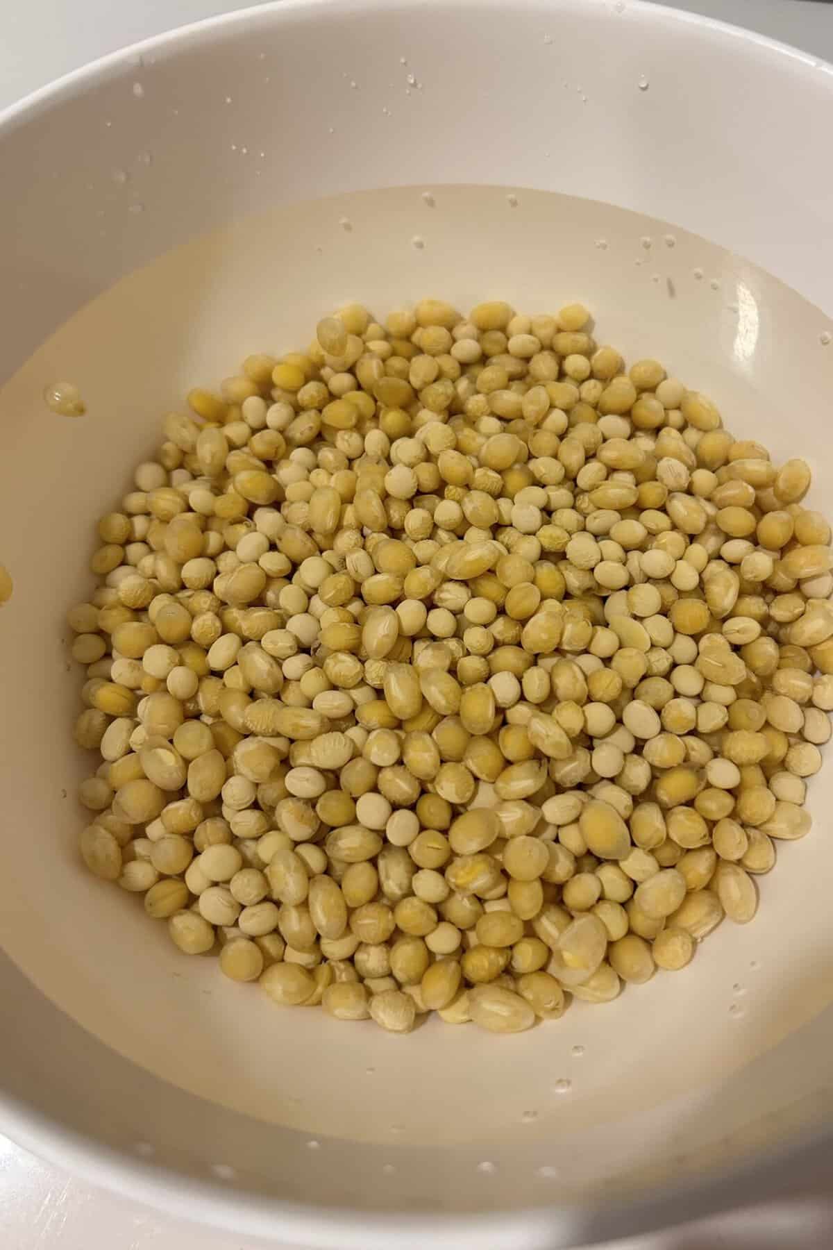 Soy beans soaked in water for eight hours or overnight for the silky smooth soy milk