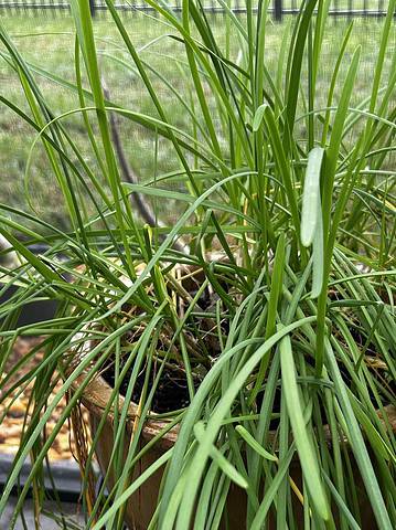 Chinese chives in a pot