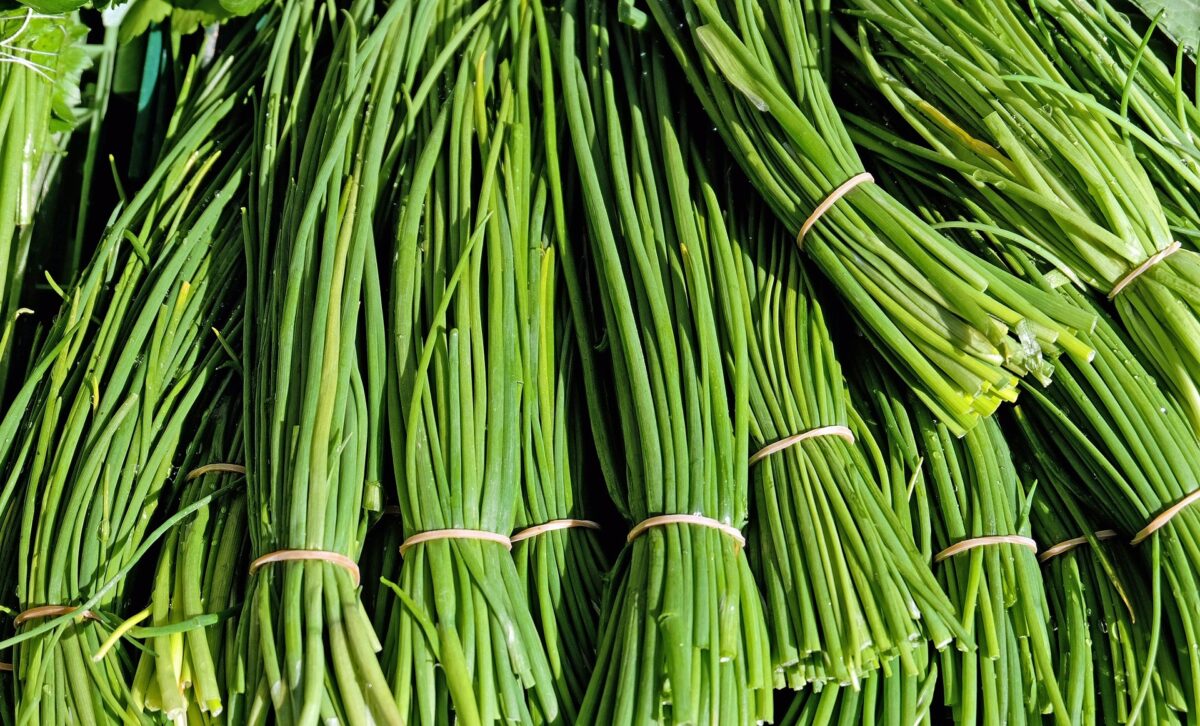 Bunches of Chinese chives